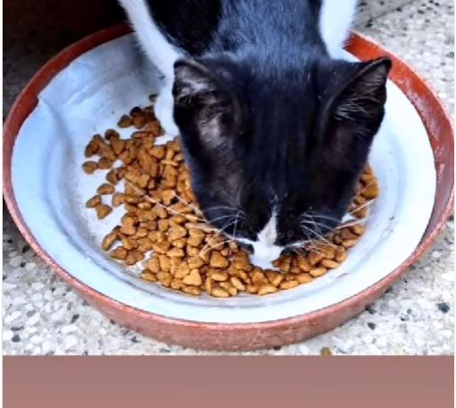 Faaliyet Fotoğrafı