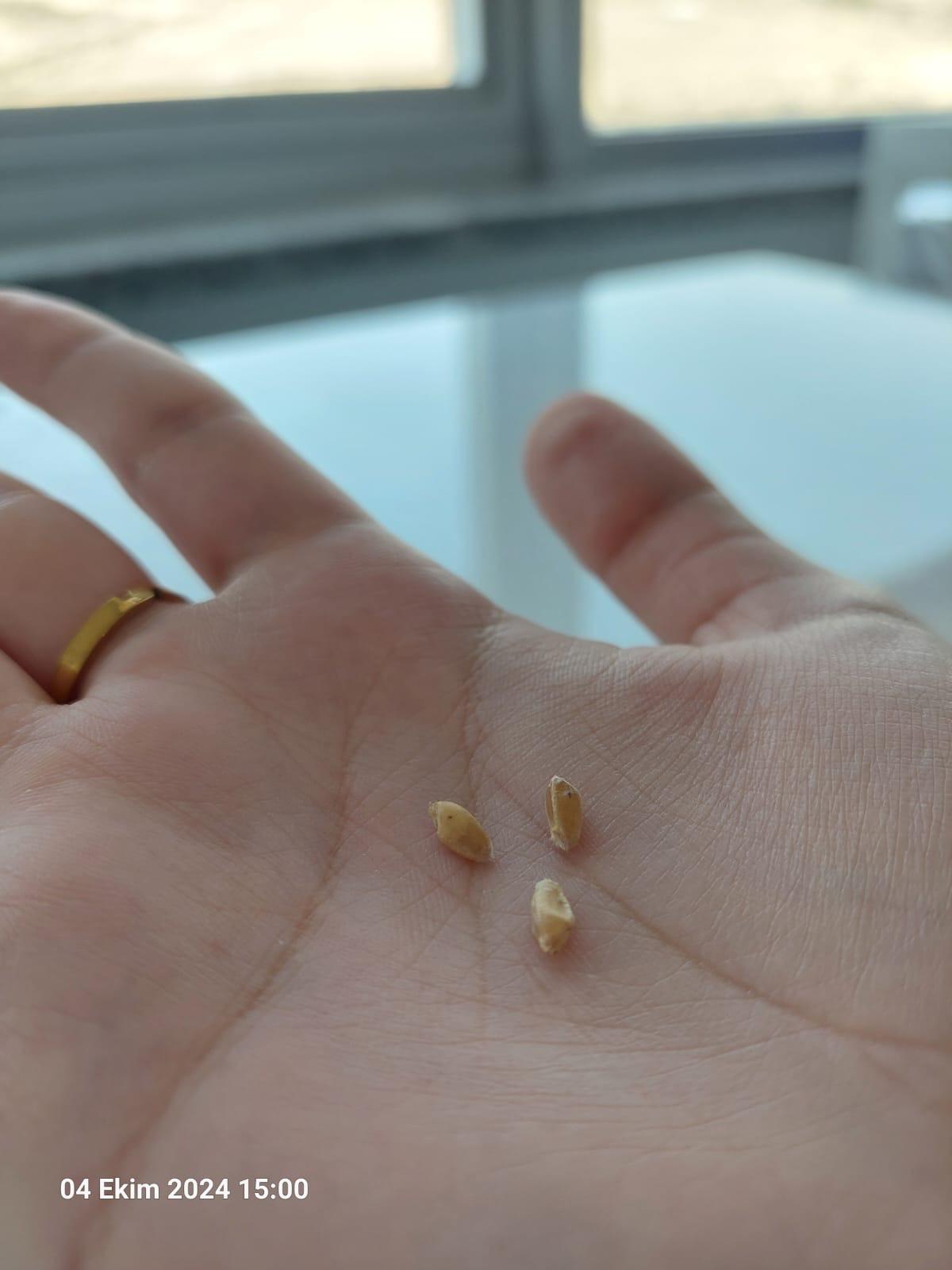 Faaliyet Fotoğrafı