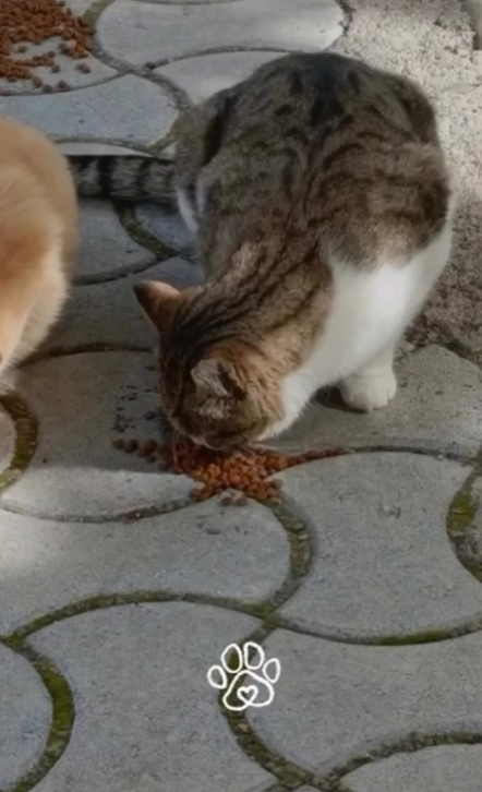 Yerel Faaliyet Fotoğrafı