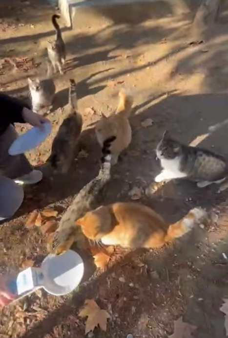 Yerel Faaliyet Fotoğrafı